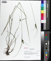 Carex complanata image