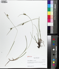 Carex complanata image