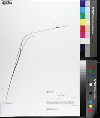 Carex complanata image