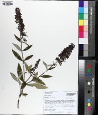 Buddleja davidii image