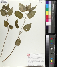 Circaea canadensis image