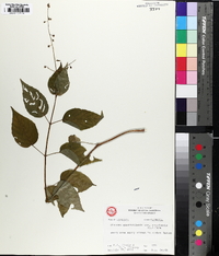 Circaea canadensis image