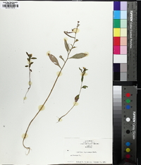 Ludwigia leptocarpa image