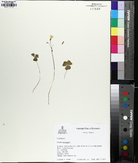 Oxalis violacea image