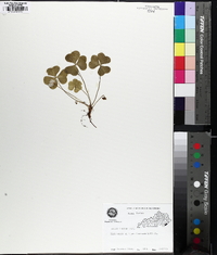 Oxalis montana image