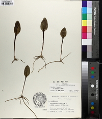 Ophioglossum vulgatum image