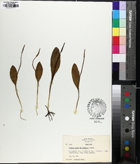 Ophioglossum engelmannii image