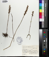 Spiranthes cernua image