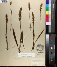 Spiranthes cernua image