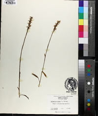 Spiranthes cernua image