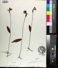 Pogonia ophioglossoides image