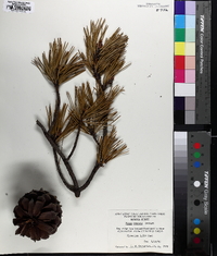 Pinus pungens image