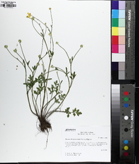 Ranunculus fascicularis image