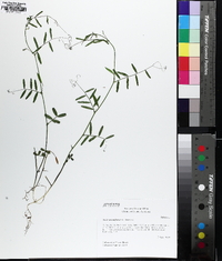 Vicia minutiflora image