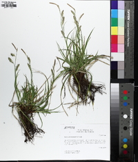 Carex cherokeensis image