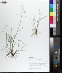 Poa sylvestris image