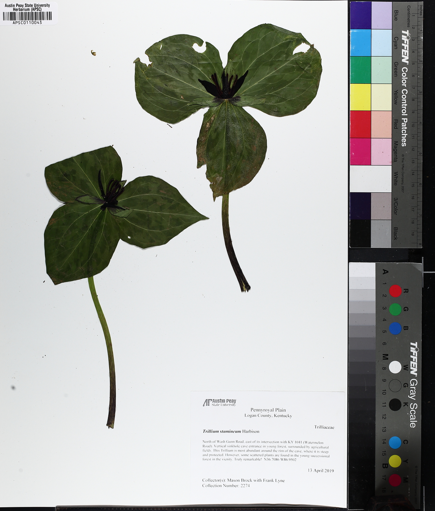 Trillium stamineum image