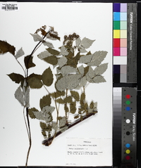 Rubus occidentalis image