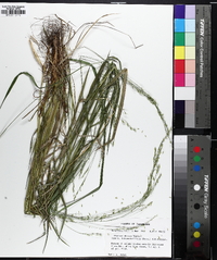 Festuca subverticillata image