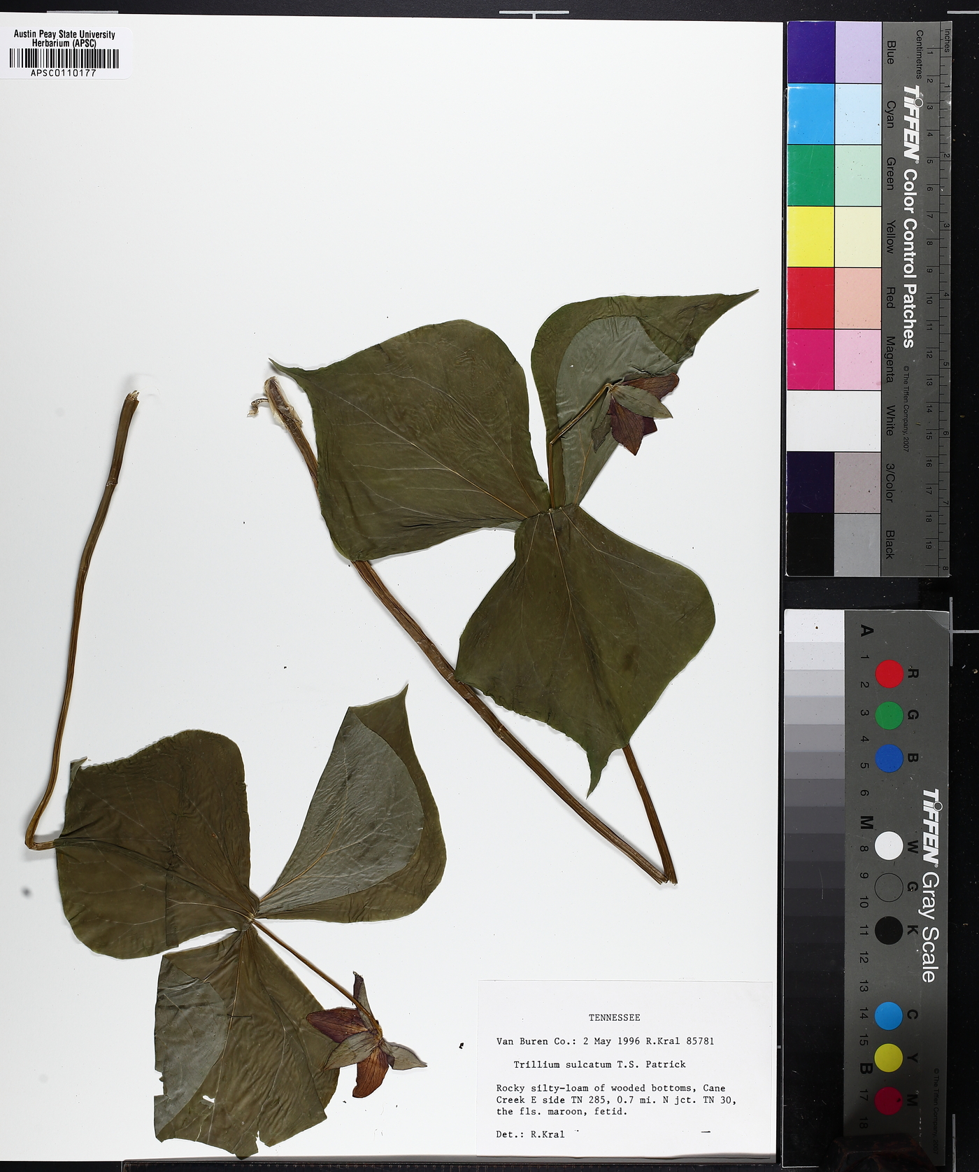 Trillium sulcatum image