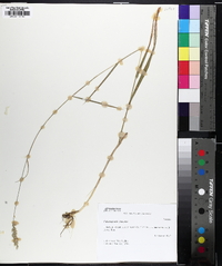 Greeneochloa coarctata image