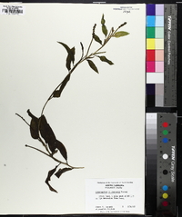 Potamogeton illinoensis image