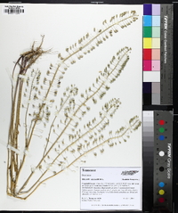 Mummenhoffia alliacea image