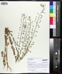 Mummenhoffia alliacea image
