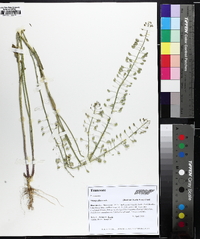 Mummenhoffia alliacea image