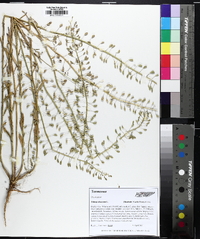 Mummenhoffia alliacea image