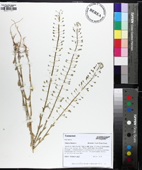 Mummenhoffia alliacea image