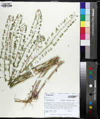 Mummenhoffia alliacea image
