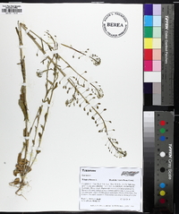 Mummenhoffia alliacea image