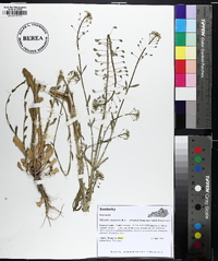 Mummenhoffia alliacea image