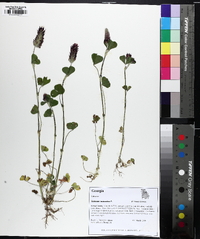 Trifolium incarnatum image