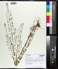 Mummenhoffia alliacea image