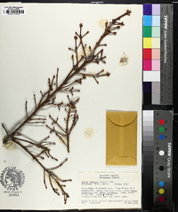 Picea mariana image