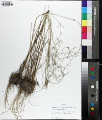 Juncus pelocarpus image