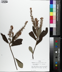 Clethra tomentosa image