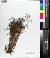 Juncus debilis image