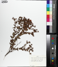 Hypericum myrtifolium image