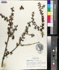 Larix laricina image