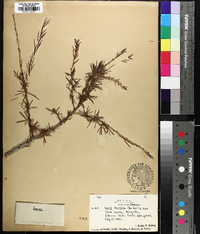 Larix laricina image