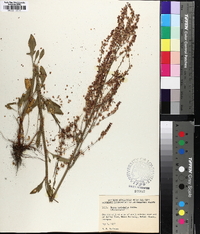 Rumex hastatulus image