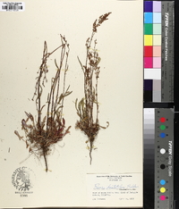 Rumex hastatulus image