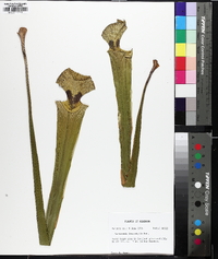 Sarracenia leucophylla image