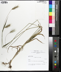 Elymus villosus image