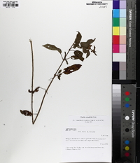 Stachys tenuifolia image