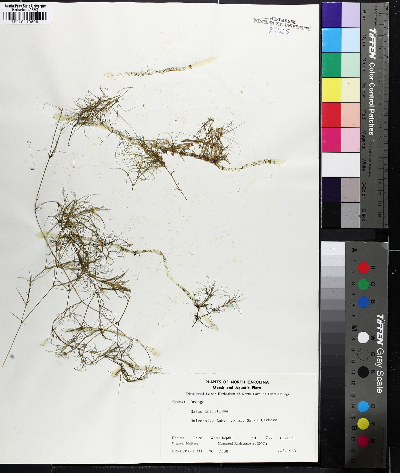 Najas gracillima image