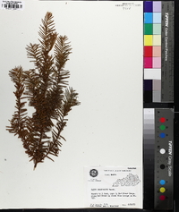 Taxus canadensis image